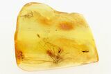 Fossil Crane Fly and Three True Midges in Baltic Amber #284552-1